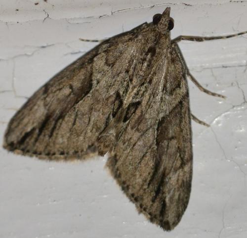 Thera cupressata